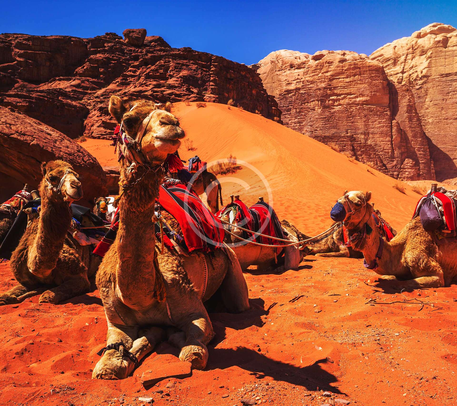 Camel Ride